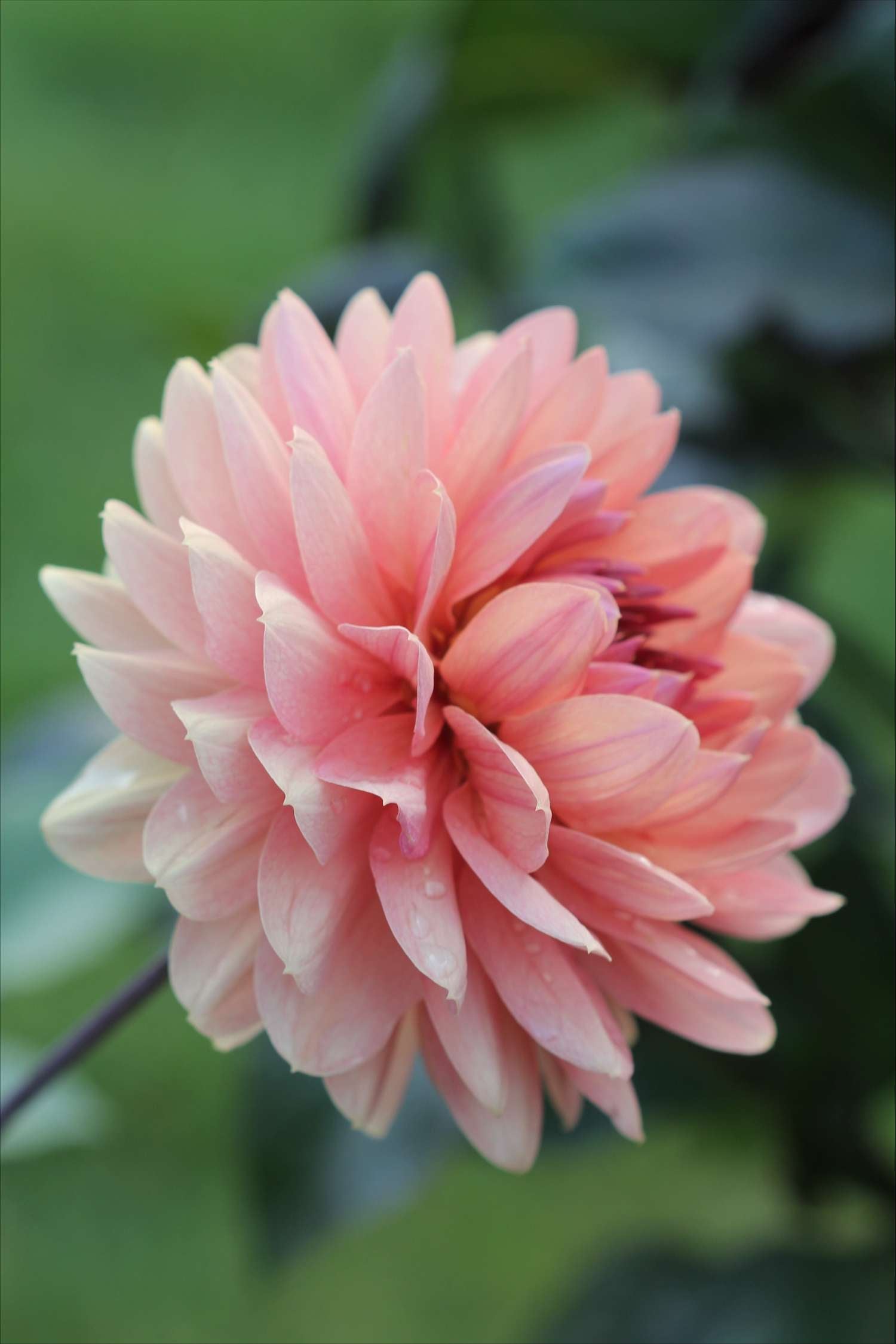 Dahlie ‘Château de la Bourdaisière’ - Dahlia